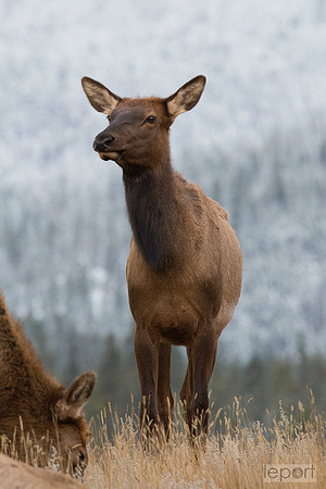Young Elk