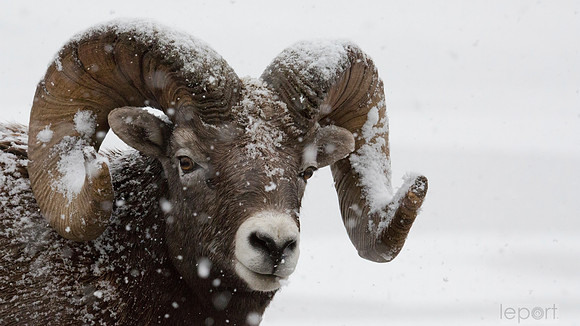 Big Horned sheep