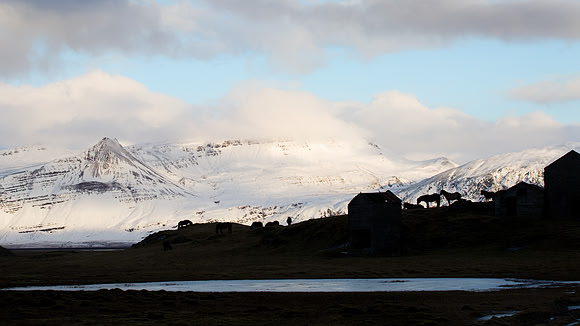 Icelandic ponies