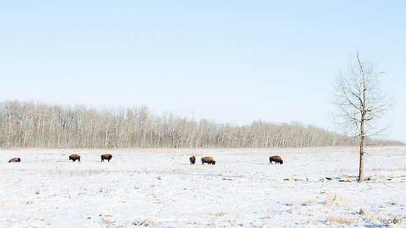 Bison near Edmonton