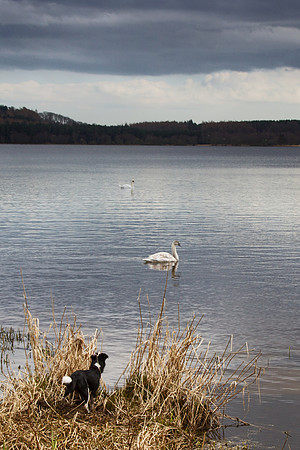 Swan on the loch of Skene