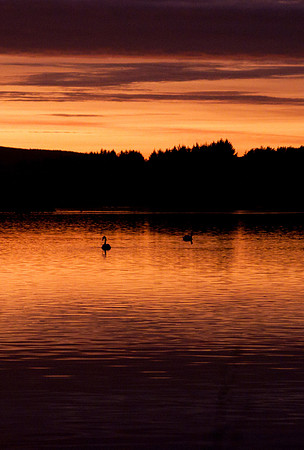 Swans on the loch