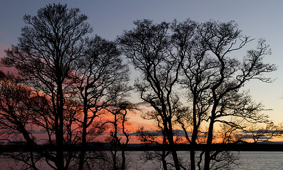 Loch of Skene trees