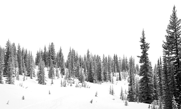 Trees on the Icefields parkway