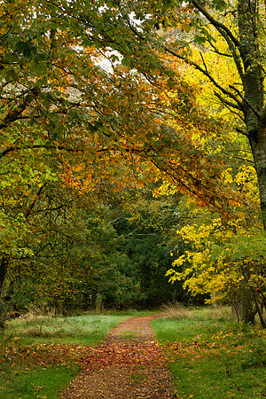Autumn in Dunecht estate