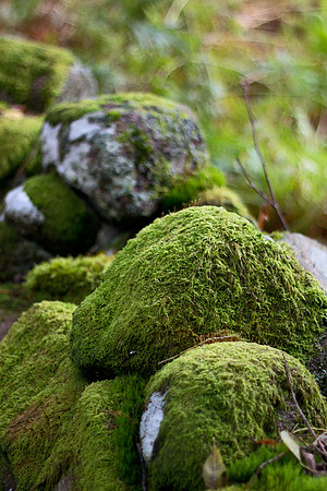 Moss