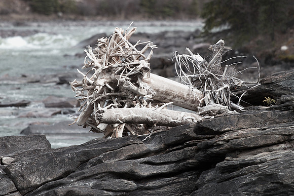 Washed up trees