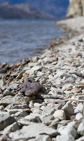 Driftwood