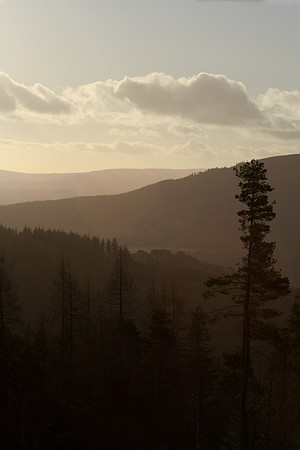 Bennachie woods