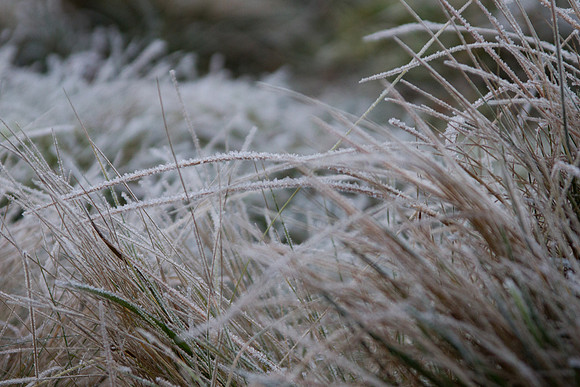 Frost