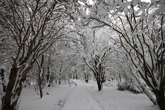 Carnie woods