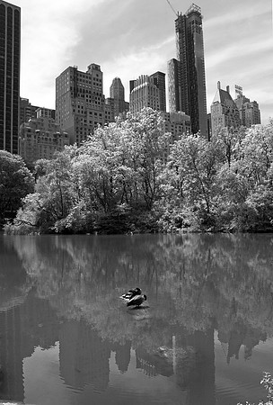 Central park ducks