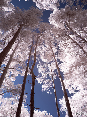 560nm trees