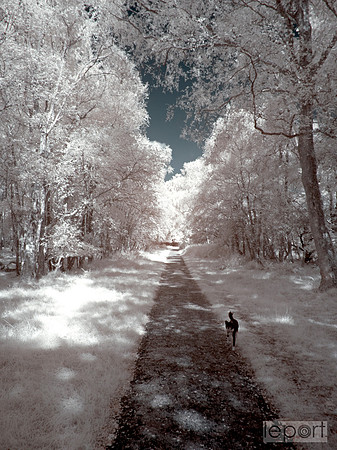 Walk in the woods with 720nm filter