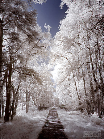 Walk in the woods with 560nm filter