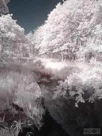 Walk in the woods with 720nm filter