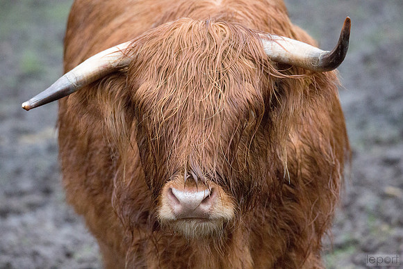Highland cow in Torridon