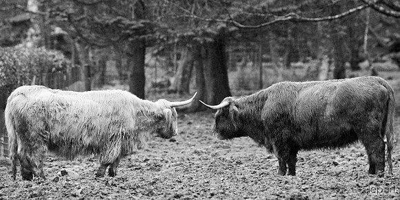 Cow impasse