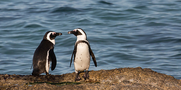 African penguin chat