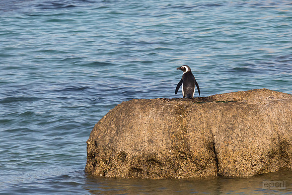 It's a big jump for a little penguin