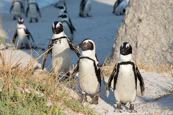 African penguin  trio
