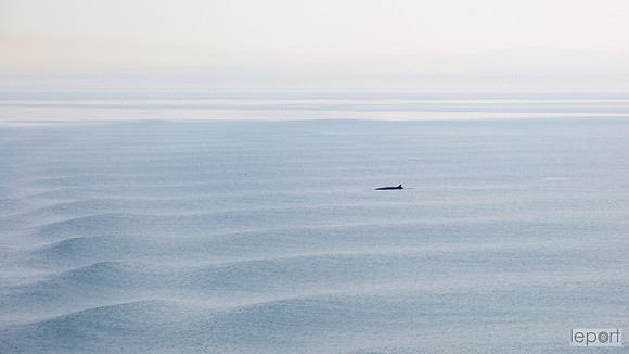 Minke whale in the minch