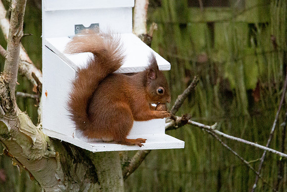 Squirrel
