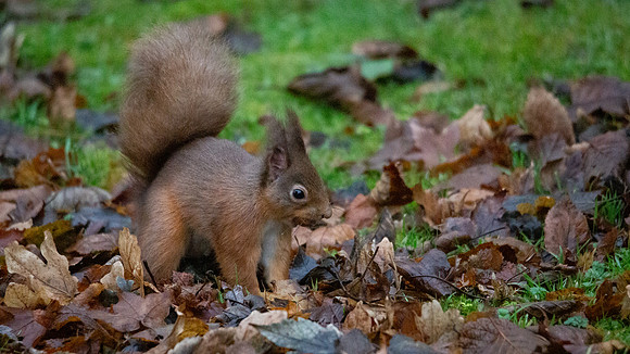Squirrel