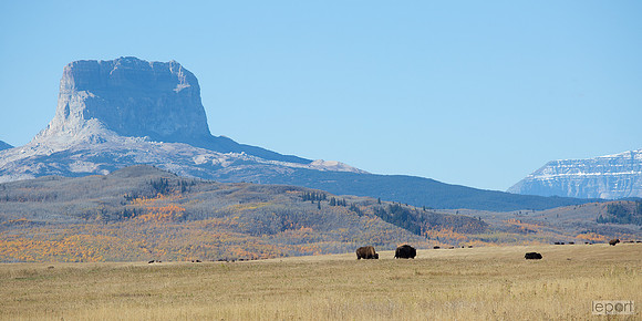 Bison at the US/Canada border