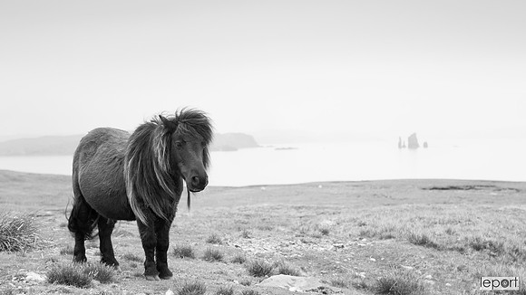 Shetland pony in Shetland