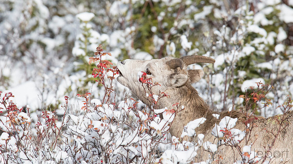 Wild goat getting the last of the leaves