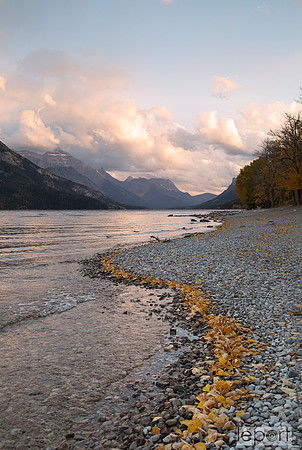 Waterton lake leaves