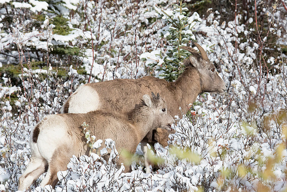 Wild goats in Banff national Park