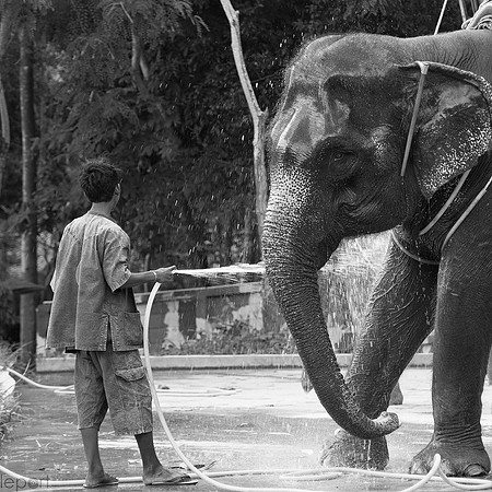 Thailand elephant wash